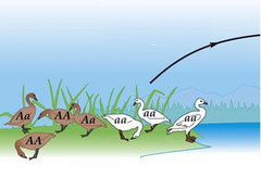 <p>movement of individuals out of an area</p>