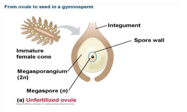 <p>Gymnosperms</p>