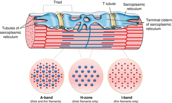 <p>a specialized, membrane bound organelle found in muscle cells</p>