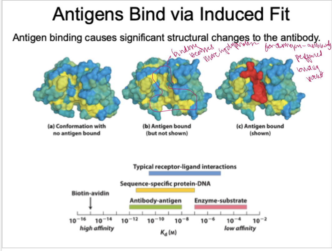 <p>antigen binding auses significat structural changes to the antibody</p>