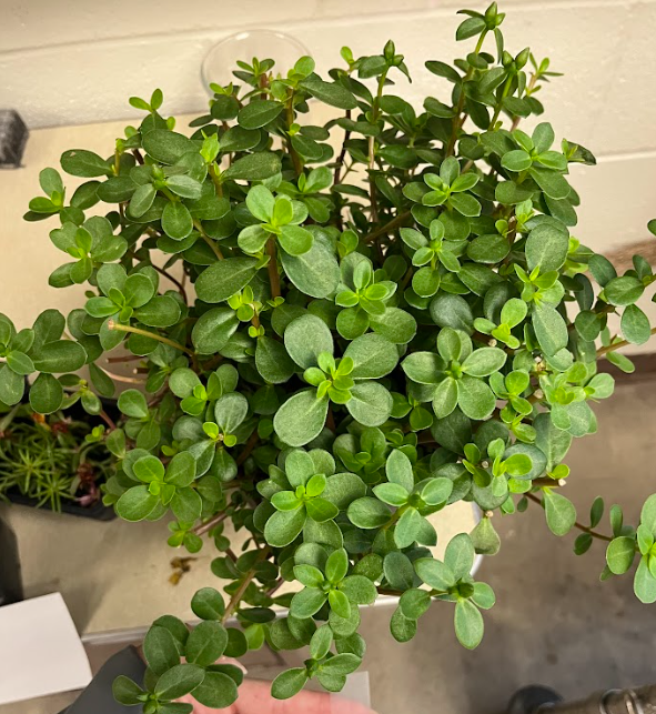 <ul><li><p>prostrate grower</p></li><li><p>flowers all summer</p></li></ul><p></p>