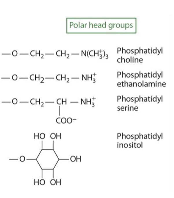 <p>Choline, ethanolamine, serine, and inositol-containing groups. </p>