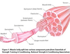<p>made up of bundles of muscle cells (muscle fibres) </p><p>muscle fibres are elongated cell containing many nuclei</p><p>sarcoplasm contains myofibrils formed from contractile proteins</p><p>many mitochondria in the sarcoplasm produce ATP to release energy for muscle contraction</p>