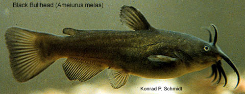 <p><span style="font-family: "Aptos", sans-serif; line-height: 115%;">Ictaluridae</span></p><p><span style="line-height: 115%;">Ameiurus melas (Black bullhead) </span></p>