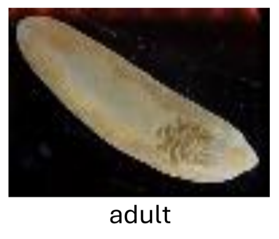 <ul><li><p>lives in target organ/site and produces eggs</p></li><li><p>adult site helps predict specimen source </p></li></ul><p></p>