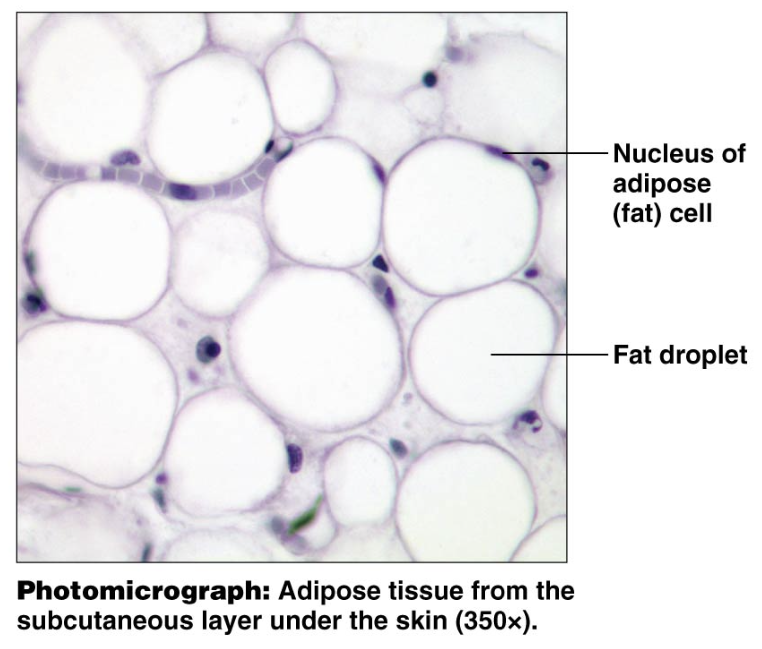 <p>Loose Adipose CT: Function</p>