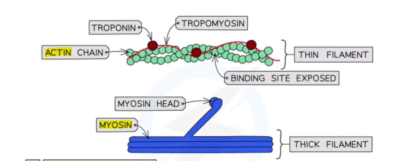 <p></p><p>- <strong><u><mark data-color="yellow" style="background-color: yellow; color: inherit;">calcium ions bind to troponin</mark></u></strong> (ball thing)<br><br>- <strong><u><mark data-color="yellow" style="background-color: yellow; color: inherit;"> changing the shape of troponin</mark></u></strong></p><p><br>- this <strong><u><mark data-color="yellow" style="background-color: yellow; color: inherit;">causes tropomyosin to move away from the myosin binding site</mark></u></strong></p><p>(tropomyosin is kinda like a thin string attached to troponin)<br><br>- <strong><u><mark data-color="yellow" style="background-color: yellow; color: inherit;">myosin head then binds onto actin</mark></u></strong>, forming an actin-myosin cross bridge</p>