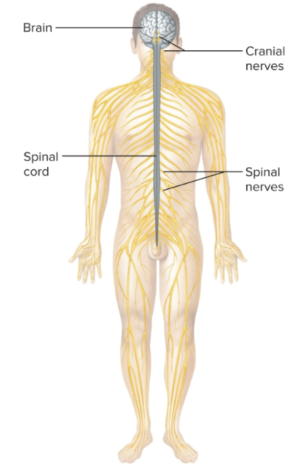 <p><strong>Cranial and spinal nerves</strong>: split into sensory division (sensory receptors) and motor division (somatic nervous system = skeletal muscle, autonomic nervous system = smooth and cardiac muscle) </p>
