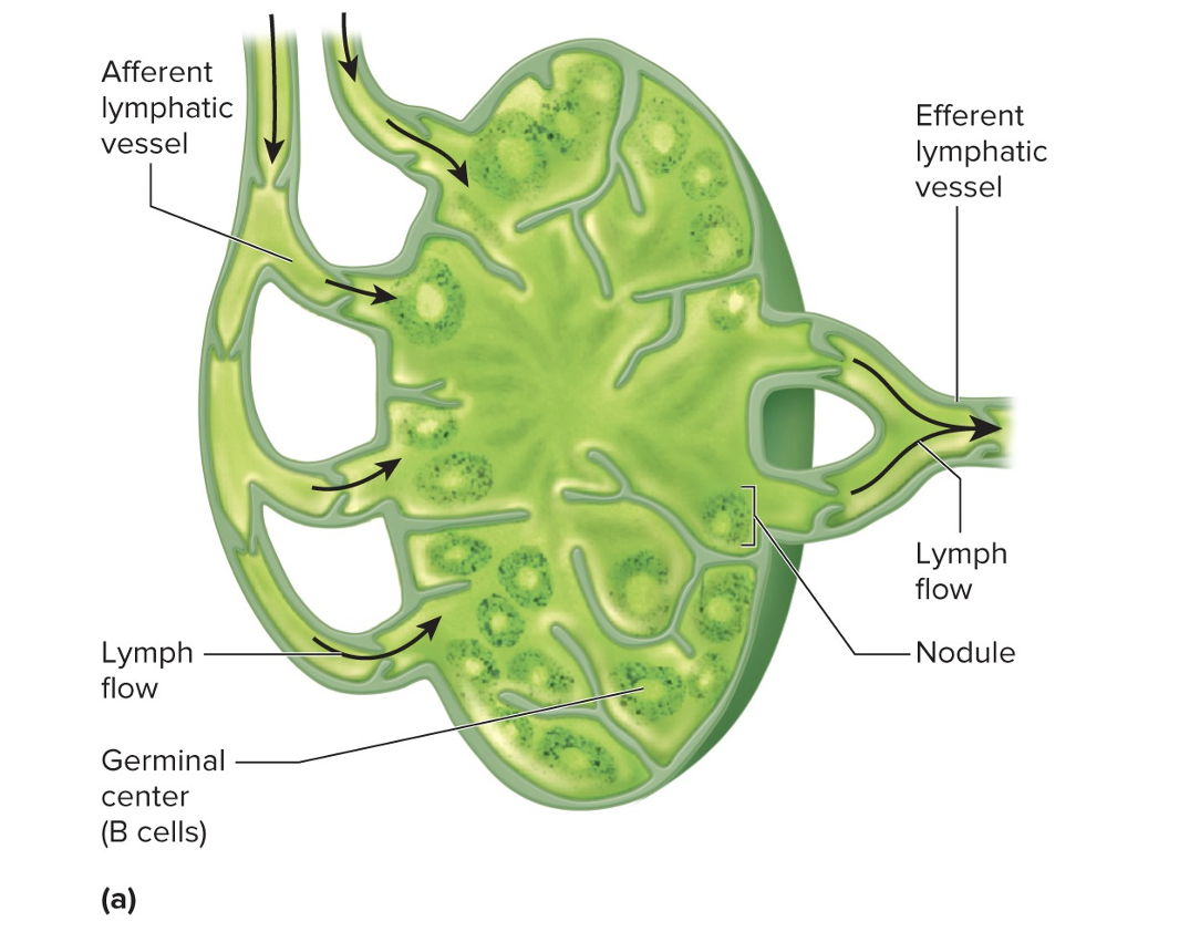 <p>this image shows </p>