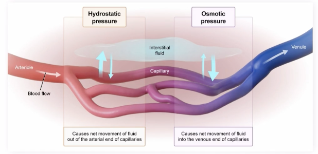 <p>Brings fluid back into the capillary (venous end), type of osmotic pressure </p><p>Proteins on one side of a membrane pull water across to that side, protein concentrations higher in the blood than in the interstitium, blood protein oncotic pressure pulls fluid back into capillaries, not all fluid is reabsorbed from the interstitial space </p>