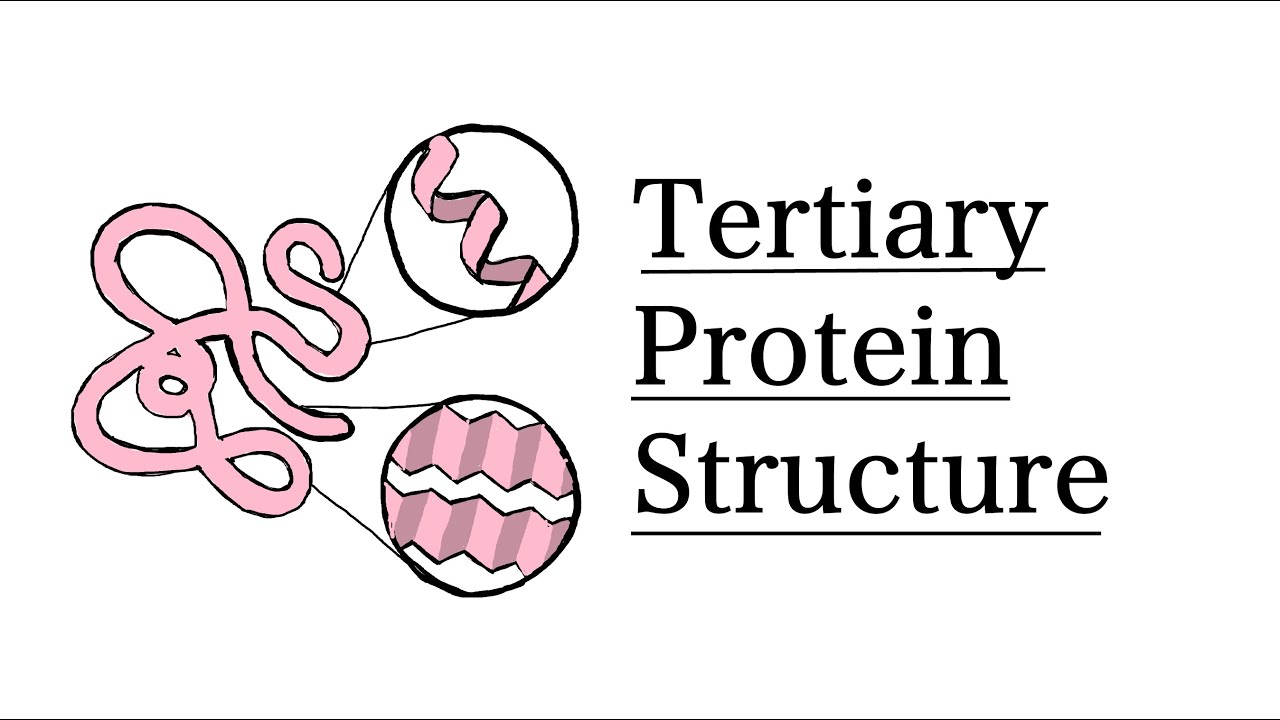 <p>The overall 3D shape of a protein formed by the folding and twisting of the secondary structures due to various interactions (e.g., hydrogen bonding, ionic bonding).</p>