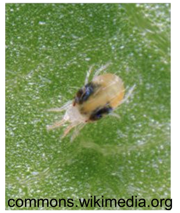 <p>What is this species of agricultural importance</p>