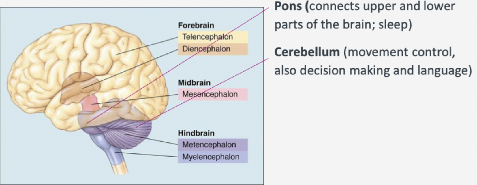 <ul><li><p><strong>Pons:</strong> Connects upper and lower parts of the brain; involved in sleep .</p></li><li><p><strong>Cerebellum:</strong> Movement control, as well as decision making and language</p></li></ul><p></p>