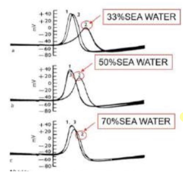 <p><strong>Esperimenti di Hodgkin applicati al cuore</strong></p><p>Per studiare le correnti, si manipolano gli ioni extracellulari.</p><p>• Bloccando i canali del sodio (es. con tetrodotossina - TTX) nell'assone gigante di calamaro, l'attività elettrica si azzera.</p><p>• Ripetendo l'esperimento sul <strong>cardiomiocita</strong>, bloccando il sodio si perde la "salita rapida" (Fase 0), ma la cellula riesce comunque a depolarizzarsi grazie a una <strong>seconda corrente</strong> indipendente dal sodio. Questa corrente, caratterizzata da attivazione più lenta ma durata e ampiezza simili, è proprio quella del <strong>Calcio</strong>. Solo eliminando anche il calcio si ottiene un'attività elettrica nulla.</p>