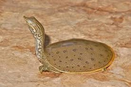 <p><span>flat, leathery, "pancake-like" olive-brown carapace with small, cone-like spines on the front edge</span></p>