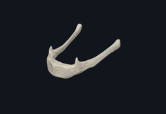 <p>Identify the Bone</p>