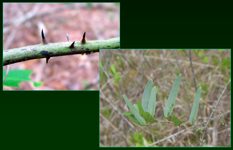 <p>wet habitats</p><p>•</p><p>Key Characters:</p><p>•</p><p>Vine</p><p>•</p><p>Thick, evergreen leaves</p><p>•</p><p>Oblong leaves</p><p>•</p><p>Prominent midvein</p><p>•</p><p>Nasty, evil thorns</p>