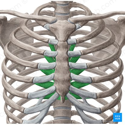 <p>What is this (in green)?</p>