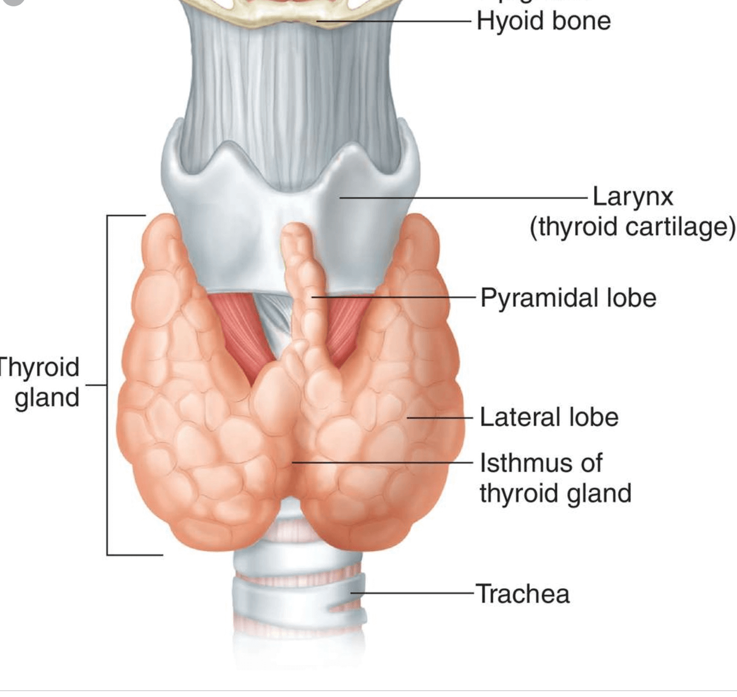 <p>thyroid gland</p><p>endocrine</p>