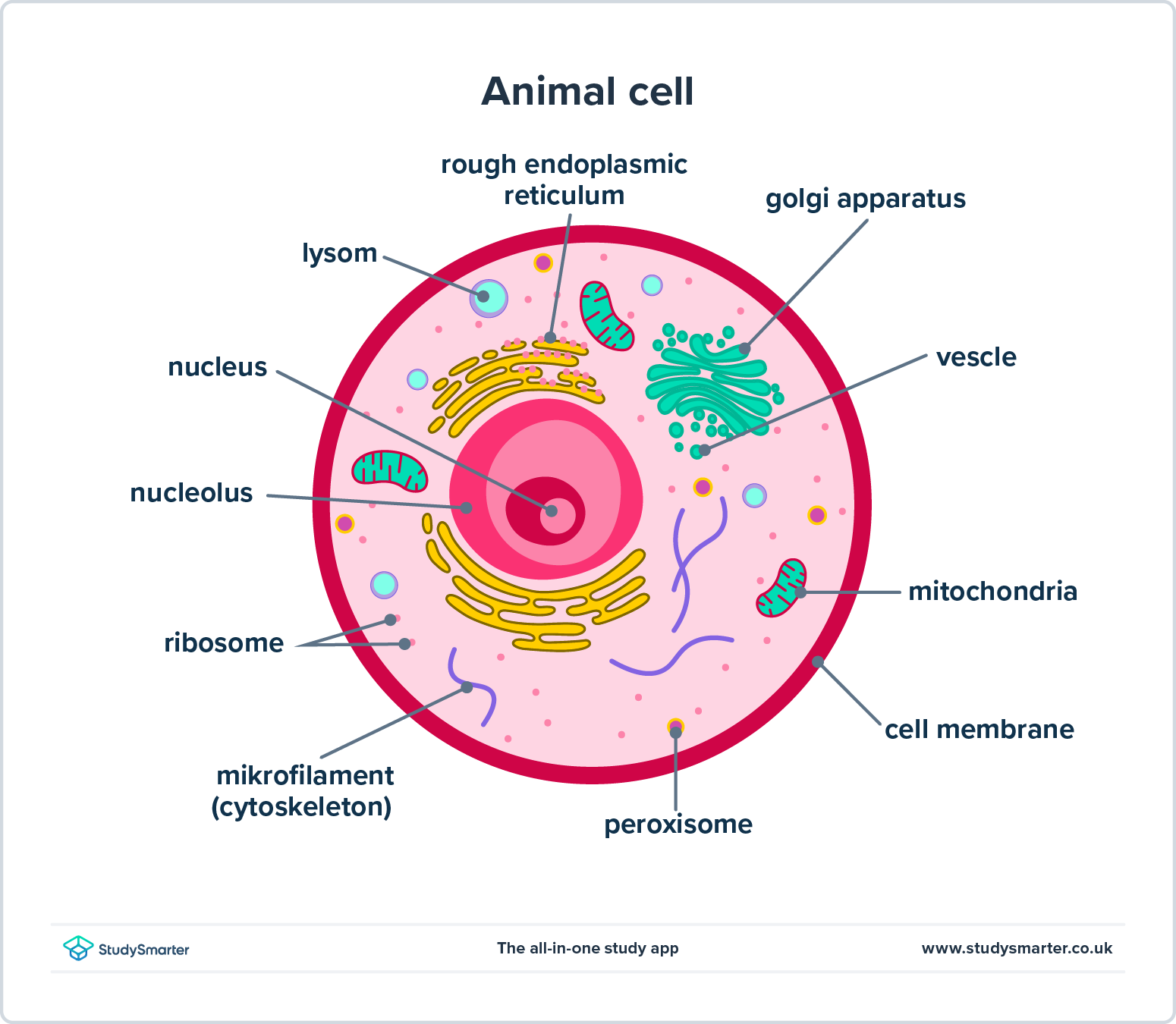 <p>Eukaryotic cells consist of three major components:</p>