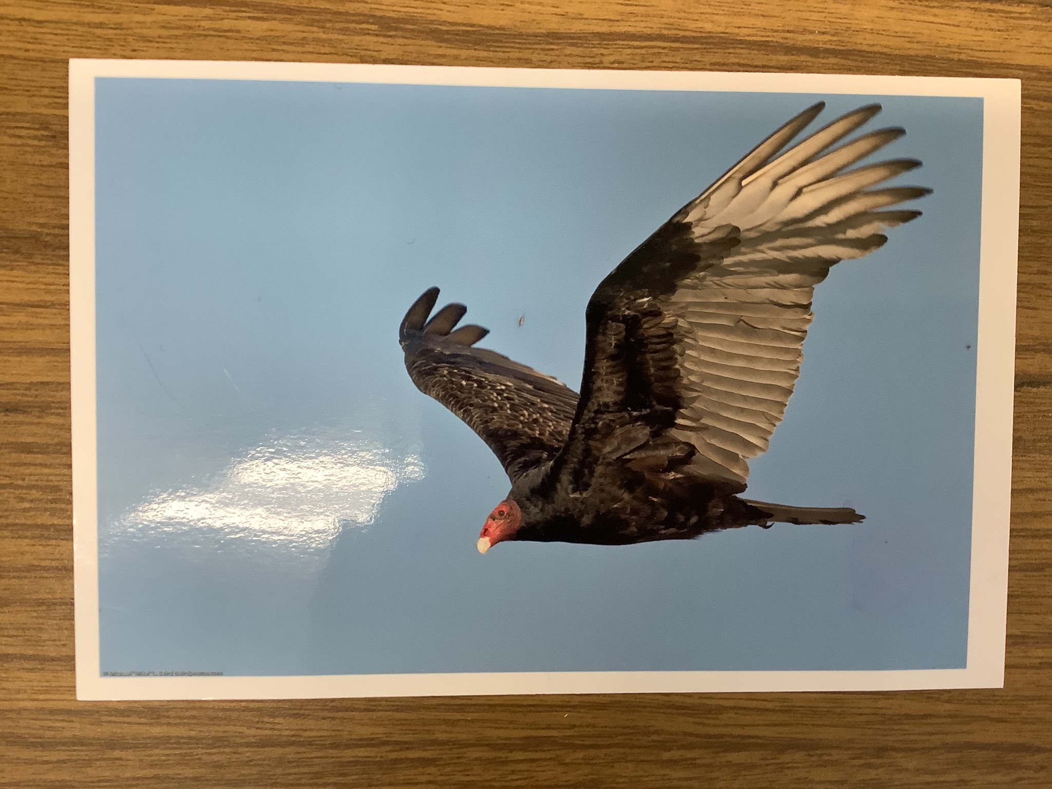 <p>Class Reptillia </p><p>Order Cathartiformes </p><p>Turkey vulture </p><p></p>