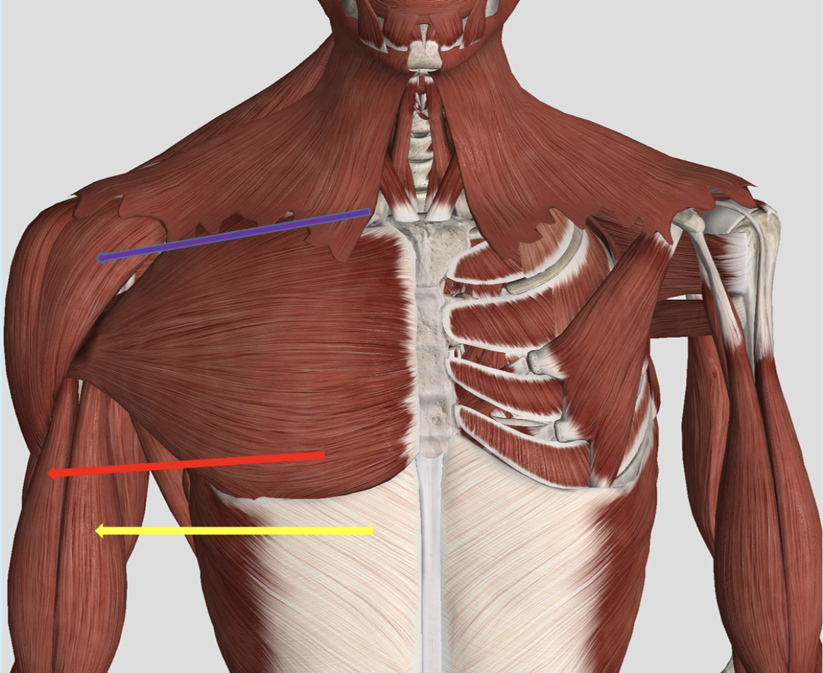 <p><span>Identify the muscle at the tip of the purple arrow</span></p>