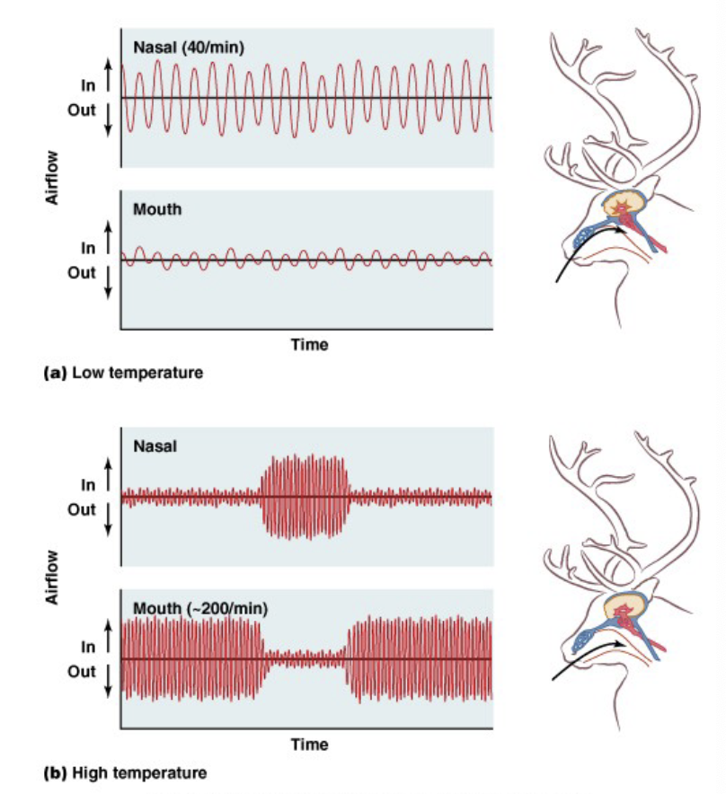 <p>evaporation</p><ul><li><p>sweating</p></li><li><p>panting</p></li></ul><p>breathing</p><ul><li><p>cold air comes in, longer pathway allows air to be warmed before it gets to lungs</p></li><li><p>nasal breathing conserves heat and moisture (water) (low temp)</p></li><li><p>mouth breathing loses water and heat (high temp)</p></li></ul><p></p>
