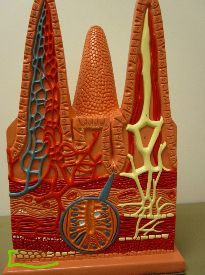 knowt flashcard image