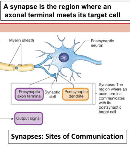 <p><span>9.4 Cell-to-Cell Communication in the Nervous System</span></p>
