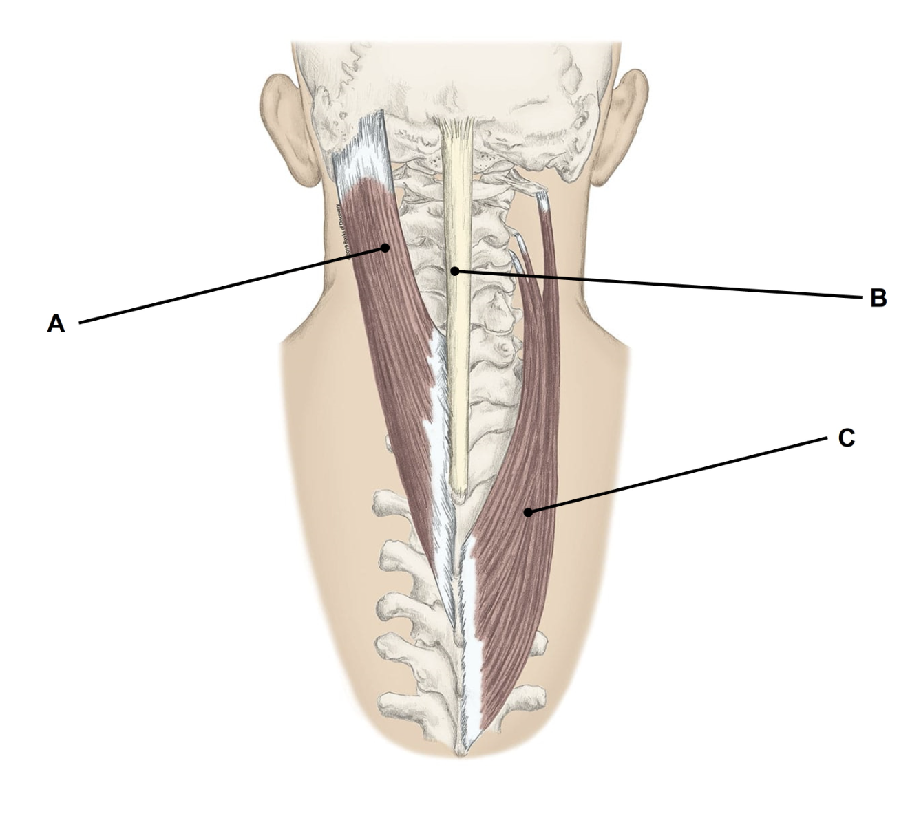 <p><span>Match the appropriate term with the landmark or structure (A-C) identified in the picture below. Answers are used once and there are incorrect choices. NO partial credit.</span></p>