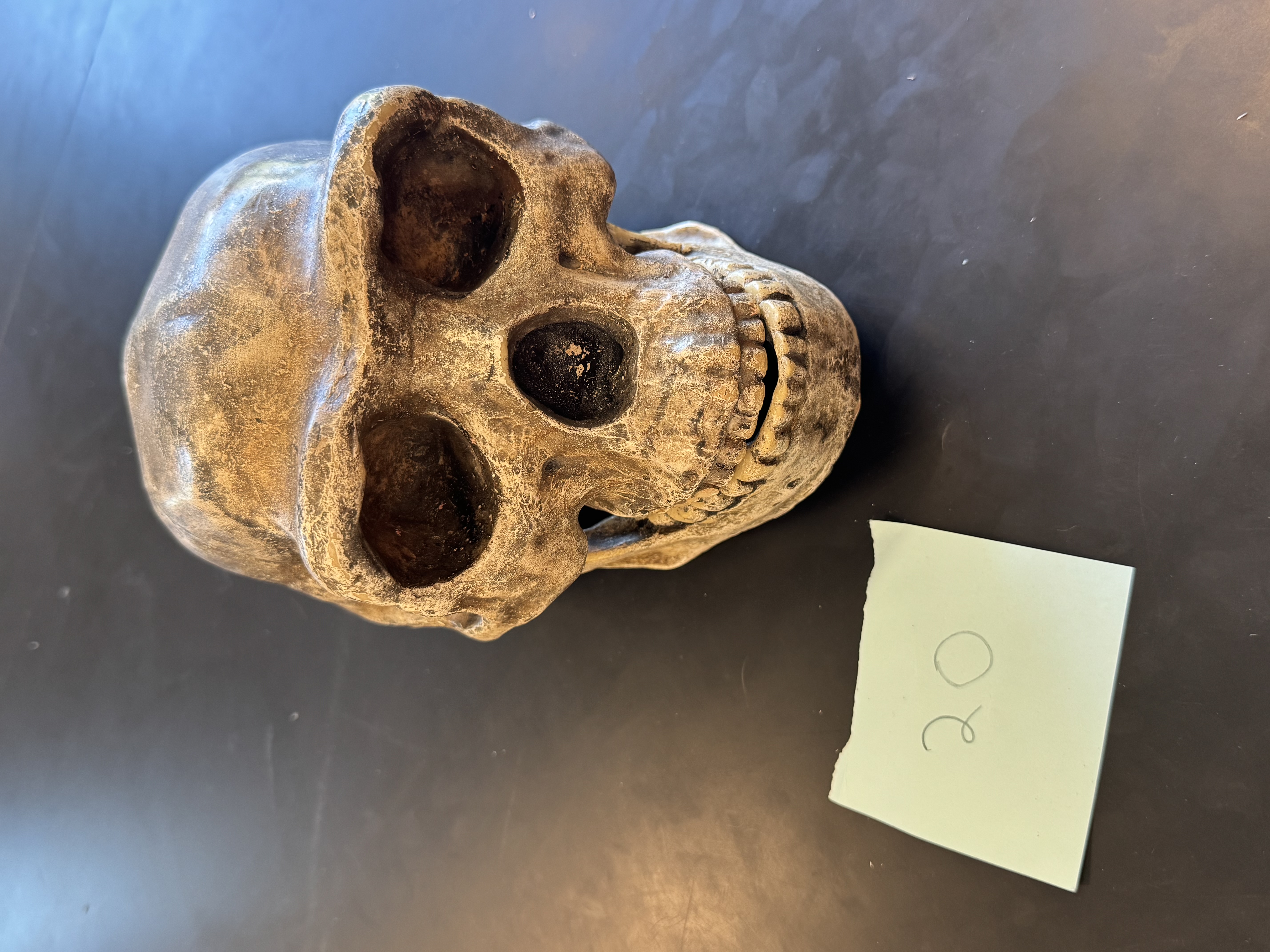 knowt flashcard image
