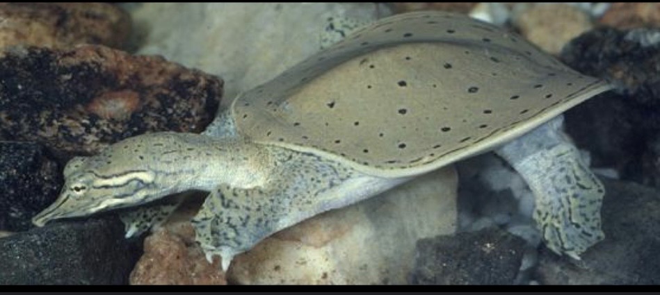 <p>Carapace light tan/olive</p><p>Black spots and rings on carapace</p><p>Cream colored plastron, 2 white lines on side of head</p><p>Spiny projections on front of carapace</p>