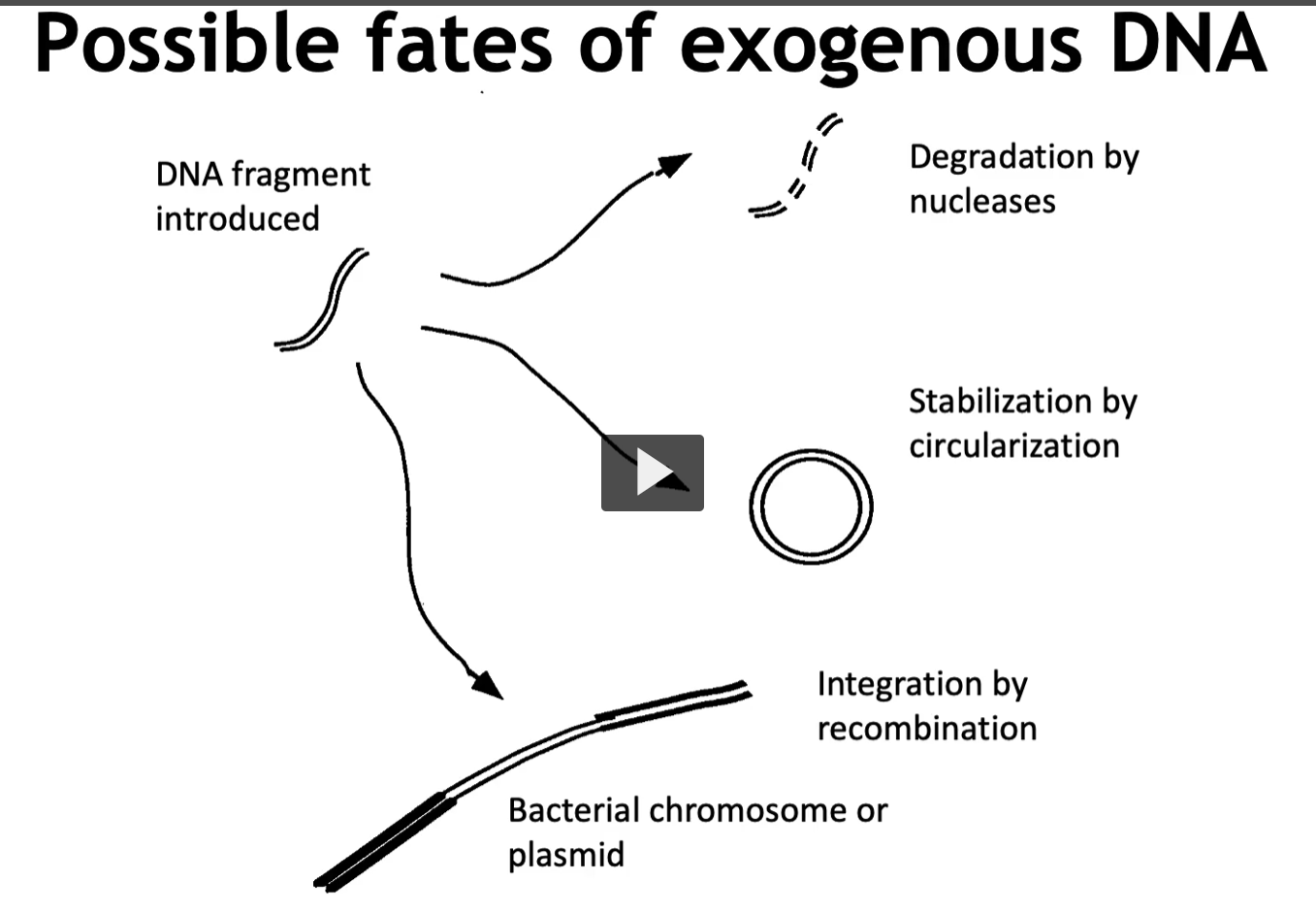 <p>When exogenous DNA enters the bacterial cytoplasm, it faces either degradation or stabilization by becoming a circular molecule. </p><p>IF it has a sequence known as an origin of replication, it can replicate independently. </p><p>It can also integrate within the chromosomal DNA via recombination and be passed onto the next generations. </p>