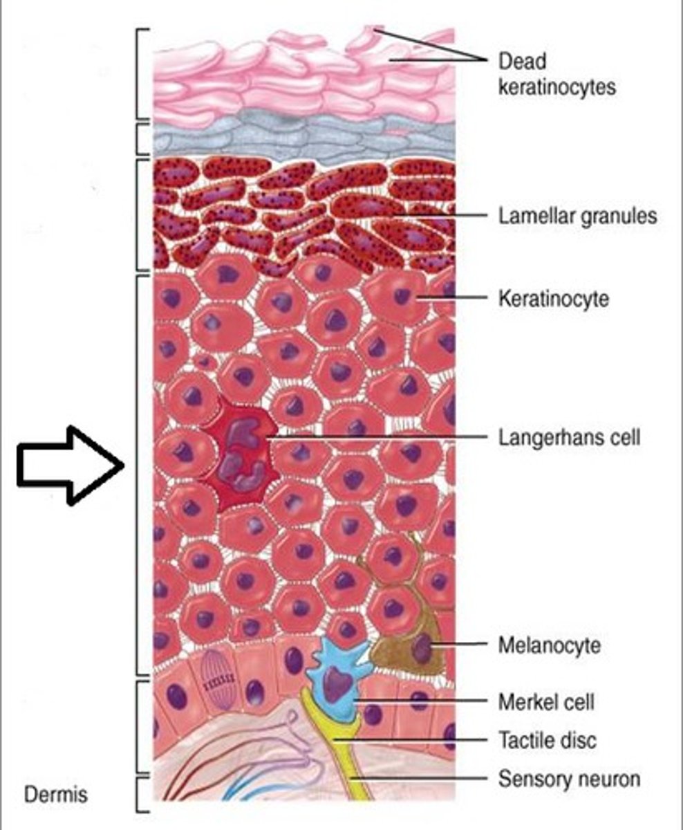 <p>Epidermal layer with dendritic cells</p>