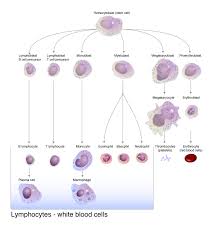 <p>What do lymphocytes include?</p>