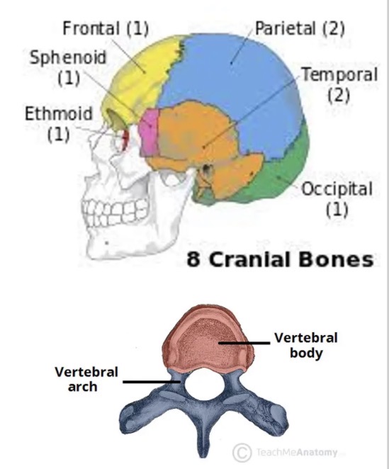 <ul><li><p>the brain is protected by the cranium </p></li><li><p>The spinal cord runs through an opening in the vertebrae called the vertebral canal</p></li></ul><p></p>