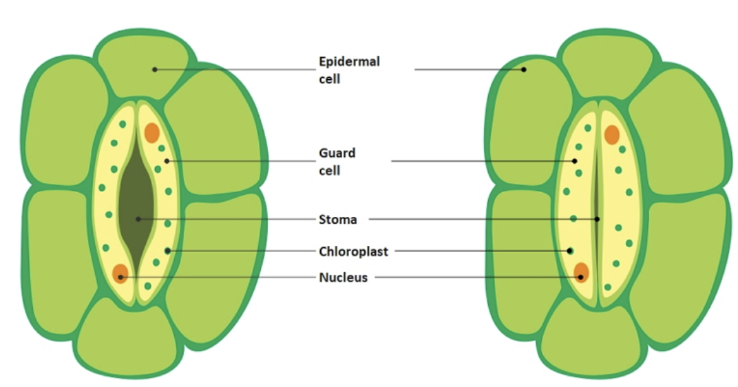 <ul><li><p>The epidermis is a flattened layer of cells on the top and bottom surface of leaves that protect the inner tissue and secrete a waterproof cuticle (on top) to ensure the evaporation of water from the surface of leaves. </p></li><li><p>The guard cells in the epidermis control the exchange of gases and the loss of water through leaves. They are bean-shaped and occur in pairs surrounding a stoma (pore). </p></li><li><p>The stomata are pores found on the undersurface of leaves. </p></li><li><p>Stomata can open and close to allow gas to exchange without losing too much water. </p></li><li><p>When stomata are open the gases are able to diffuse. When the guard cells fill with water and become turgid, the outer wall stretches, but the inner walls do not bulge so they are pulled apart and the pore widens. </p></li><li><p>The main factor of stomata opening and closing is light. </p></li><li><p>When the temperature increases, more water is lost. Additionally, when water availability is decreased, photosynthesis is limited and the concentration of carbon dioxide inside the plant decreases, causing the stomata to close to restrict the access of carbon dioxide and vice versa.</p></li><li><p>The arrangement of stomata depends on the environment of the plant. e.g Australian plants have leaves that hang vertically to maximise surface area so that the stomata are exposed on both sides.</p></li></ul><p></p>