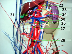 <p>27</p>