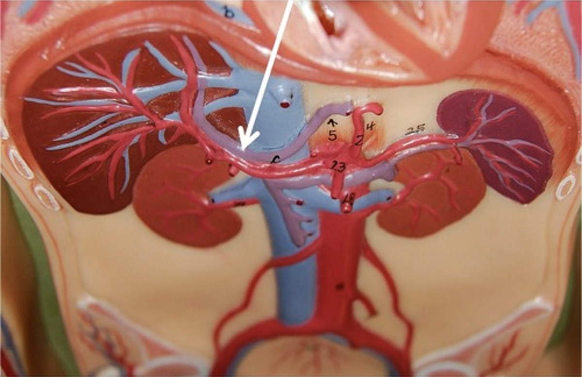 <p>A branch of the celiac trunk that supplies blood to the liver.</p>