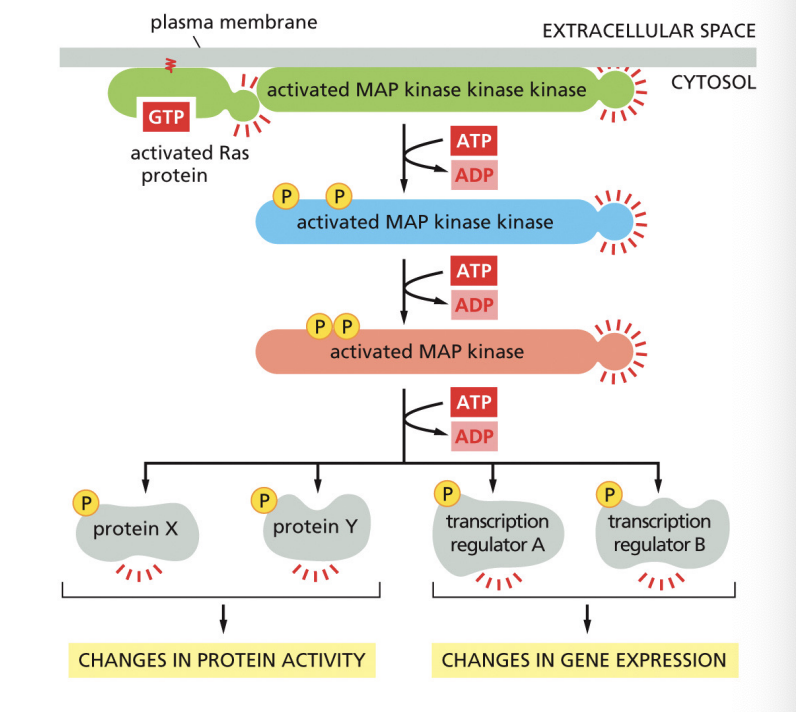 <p>In its active state, Ras promotes the activation of a phosphorylation cascade: Ras activates a MAPK signaling module (Mitogen-Activated Protein Kinase) then MAPK phosphorylates various downstream signaling pathways that control gene expression</p>