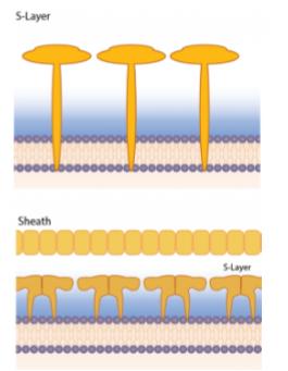 <ul><li><p>Most have S layer, some have protein layer sheath</p></li><li><p>Methanogenic have pseudomurein/PG</p><ul><li><p>NAT instead of NAM</p></li><li><p>B-1,3 linkage instead of B-1,4</p></li><li><p>No D amino acids</p></li></ul></li></ul><p></p>