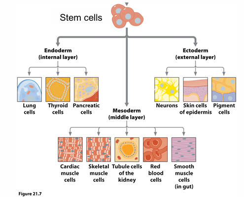 <p>aspect of development</p><p>forming different types of cells, organs through specific regulation of gene expression</p>