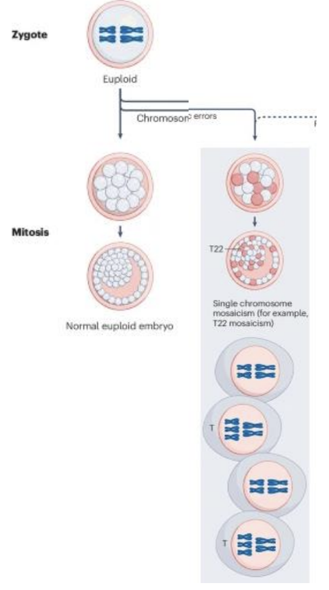 <ul><li><p>Absence de ségrégation des chromatides</p></li><li><p>Lorsque les cellules se divisent au cours du développement. </p></li><li><p>Il en résulte des sections du corps aneuploïdes (secteurs aneuploïdes).</p></li></ul><p></p>