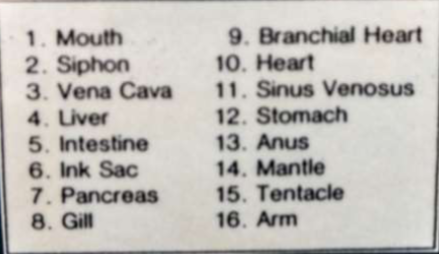 <p>Phylum Mollusca, Class Cephalodpoda</p><p>Squid</p>