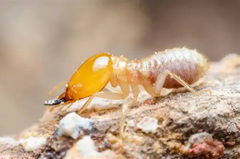 <p>What Pest is This</p>