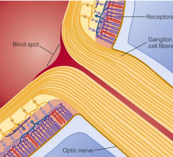 <p>perché in quel punto non ci sono fotorecettori</p>