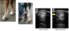 <p>What is wrong with this horse? What should be done when it is healing?</p>