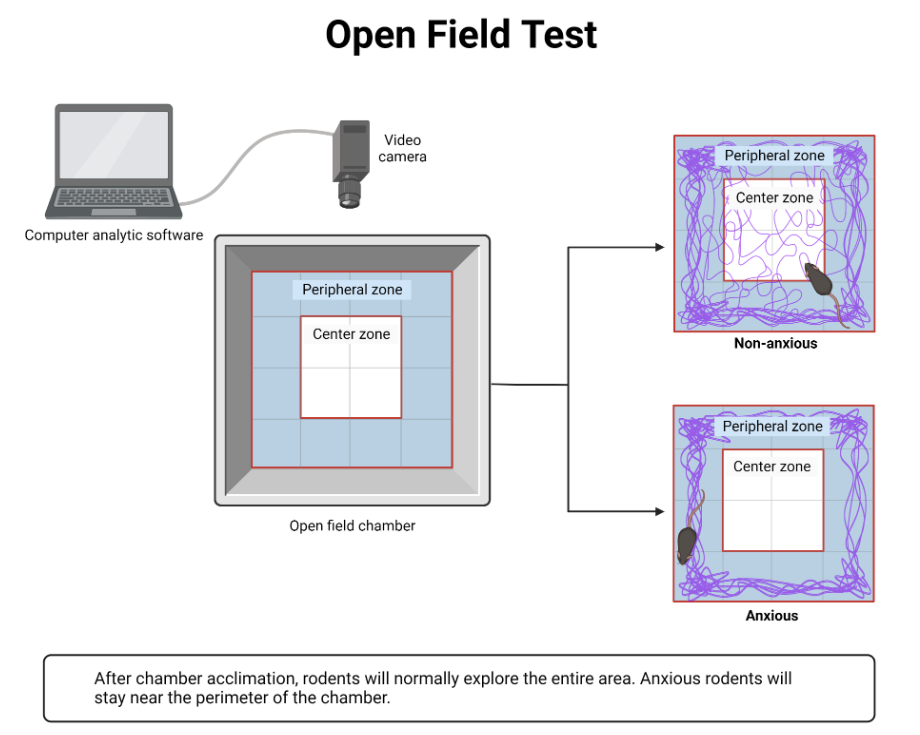 <ul><li><p><span>Animals display a natural aversion to brightly lit open areas. However, they also have a drive to explore a perceived threatening stimulus. </span></p></li><li><p><span>Decreased levels of anxiety lead to increased exploratory behavior. </span></p></li><li><p><span>Increased anxiety will result in less locomotion and a preference to stay close to the walls of the field.</span></p></li></ul><p></p>