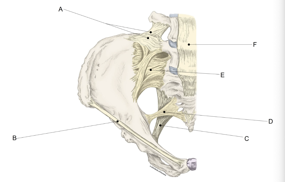 <p><span>Match the LETTER (A-F) with the anatomical structure it is labelling. &nbsp;There is NO partial credit.</span></p>