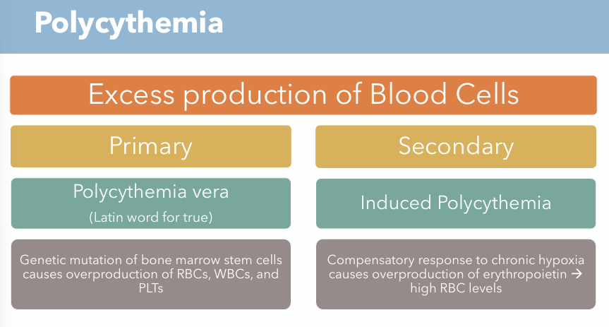 <p>Excess production of blood cells</p><ul><li><p>Polycythemia vera (Primary)</p></li><li><p>Induced Polycythemia (Secondary)</p></li></ul><p></p>